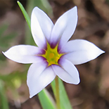 Sisyrinchium micranthum